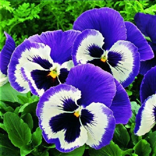 Pansy Seeds 50 Pack - Blue Mariner Viola tricolor - Annual Flower for Garden, Containers & Borders