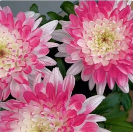 Pink Lace Mum Seeds - Over 200 Chrysanthemum morifolium Annual Flower Seeds for Garden Beds, Borders & Containers