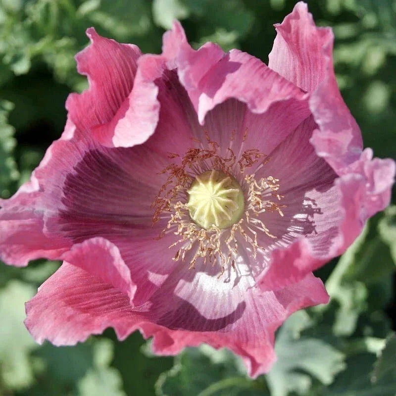 Giant Pink Poppy Seeds - Non-GMO Papaver somniferum - 500 Seeds for Large Vibrant Blooms, Borders & Wildflower Gardens