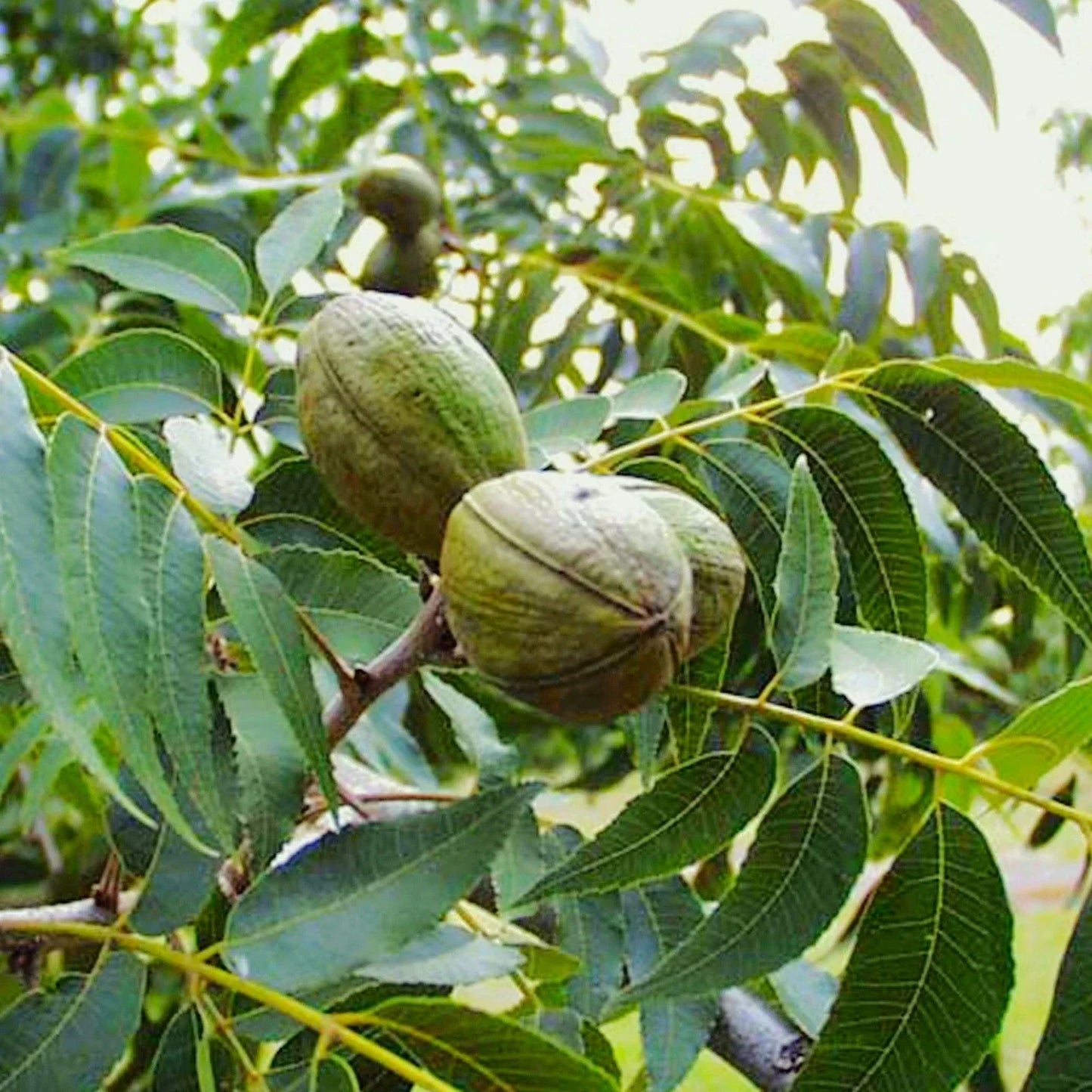 Pecan Tree Seeds Pack of Carya Illinoensis for Planting - Illinois Nut Pecans - Nut Tree Seeds for Orchard & Garden