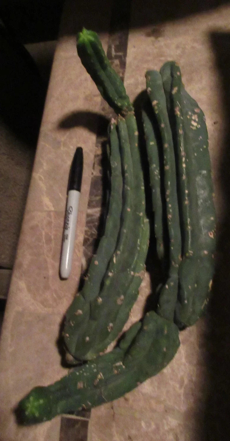 Cereus Monstrose Cactus Cuttings - 2 Long Stem Pieces - Unique Twisted Columnar Succulent - Indoor & Outdoor Garden Plant - Cereus peruvianus var. monstrosus