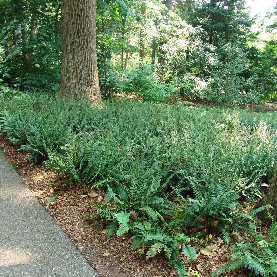 Christmas Fern Roots 3 Pack – Polystichum acrostichoides Bare Root Evergreen Shade Fern for Woodland & Native Gardens