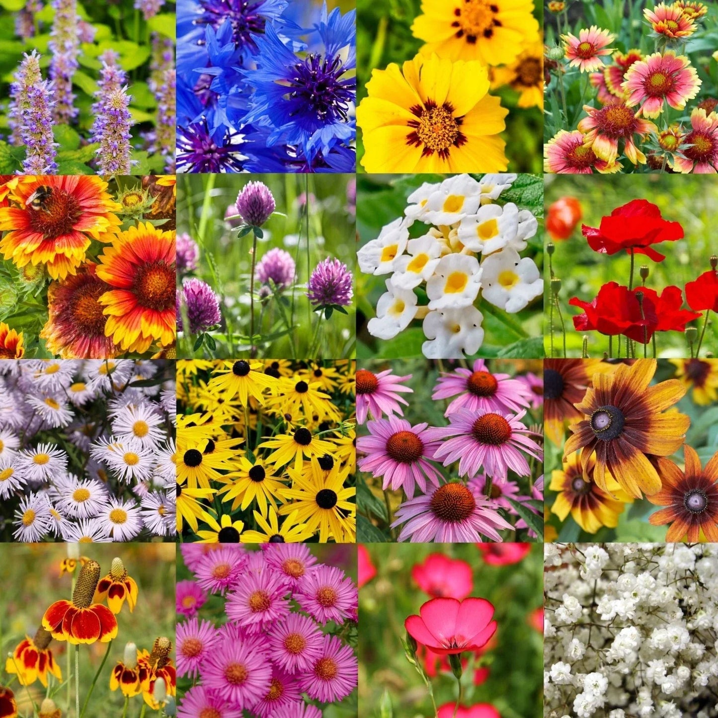 Wildflower Seed Mix 1/2LB Bulk Native Midwestern Wildflowers for Pollinators and Natural Landscaping