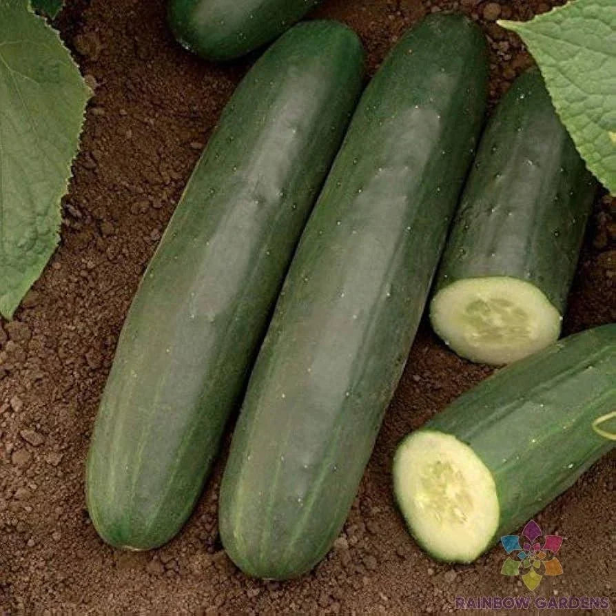 Darlington Cucumber Seeds – 25+ Non-GMO Cucumis sativus for Garden, Container, Salad, Pickling, Bountiful Harvest