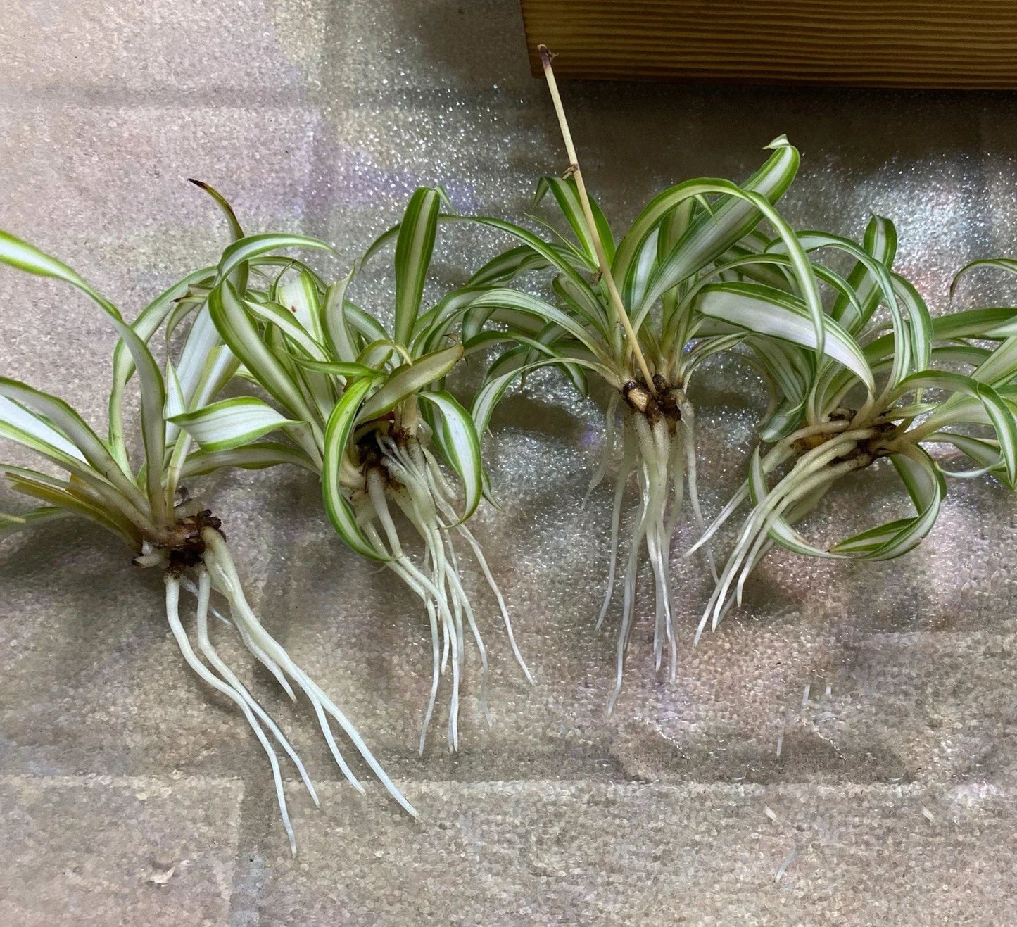 Spider Plant Babies - 4 Rooted Chlorophytum comosum Indoor Houseplants - Easy Care, Air-Purifying, Variegated Foliage