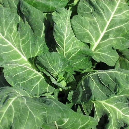 Vates Collard Seeds - Organic, Non-GMO, Heirloom Brassica oleracea var. acephala, Vegetable Seed Pack for Home Gardening