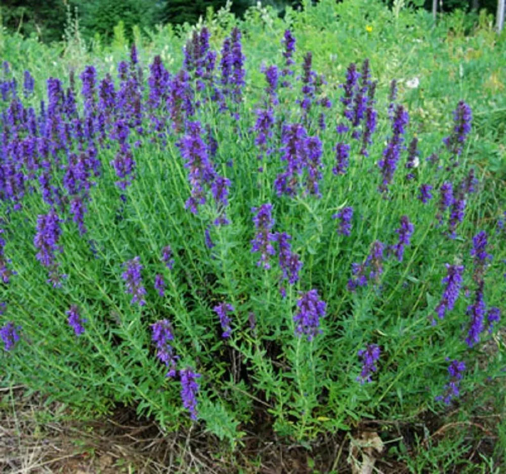 Hyssop Seeds 300+ Heirloom Non-GMO Herb for Garden, Hyssopus officinalis, Aromatic Perennial, Attracts Pollinators