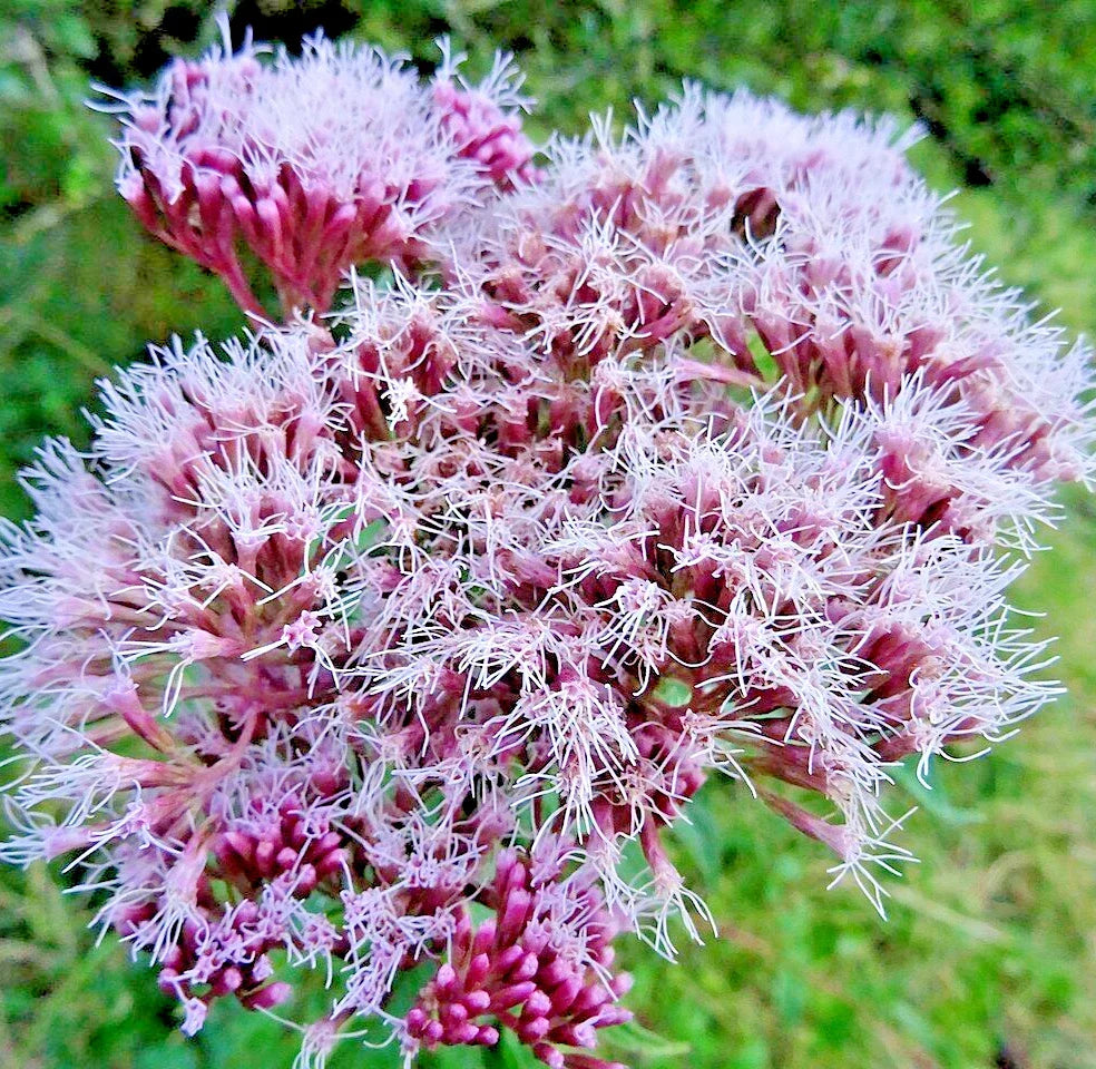 100 Hemp Agrimony Seeds - Perennial Flower for Gardens - Eupatorium cannabinum - Attracts Pollinators, Easy to Grow, Moist Soil Plant
