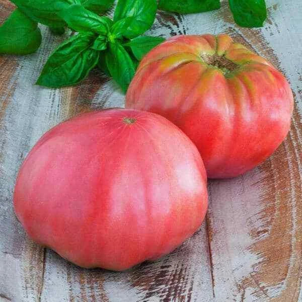 Pink Brandywine Tomato Seeds – Heirloom Non-GMO Organic Solanum lycopersicum, Large Juicy Fruits, Slicing, Garden & Container Planting