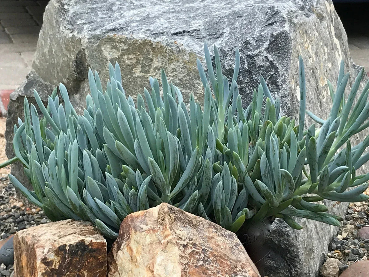 Senecio Mandraliscae Blue Chalk Sticks Succulent Cuttings - 5" Live Plant, Drought-Tolerant, Easy Care, Indoor/Outdoor Gardening