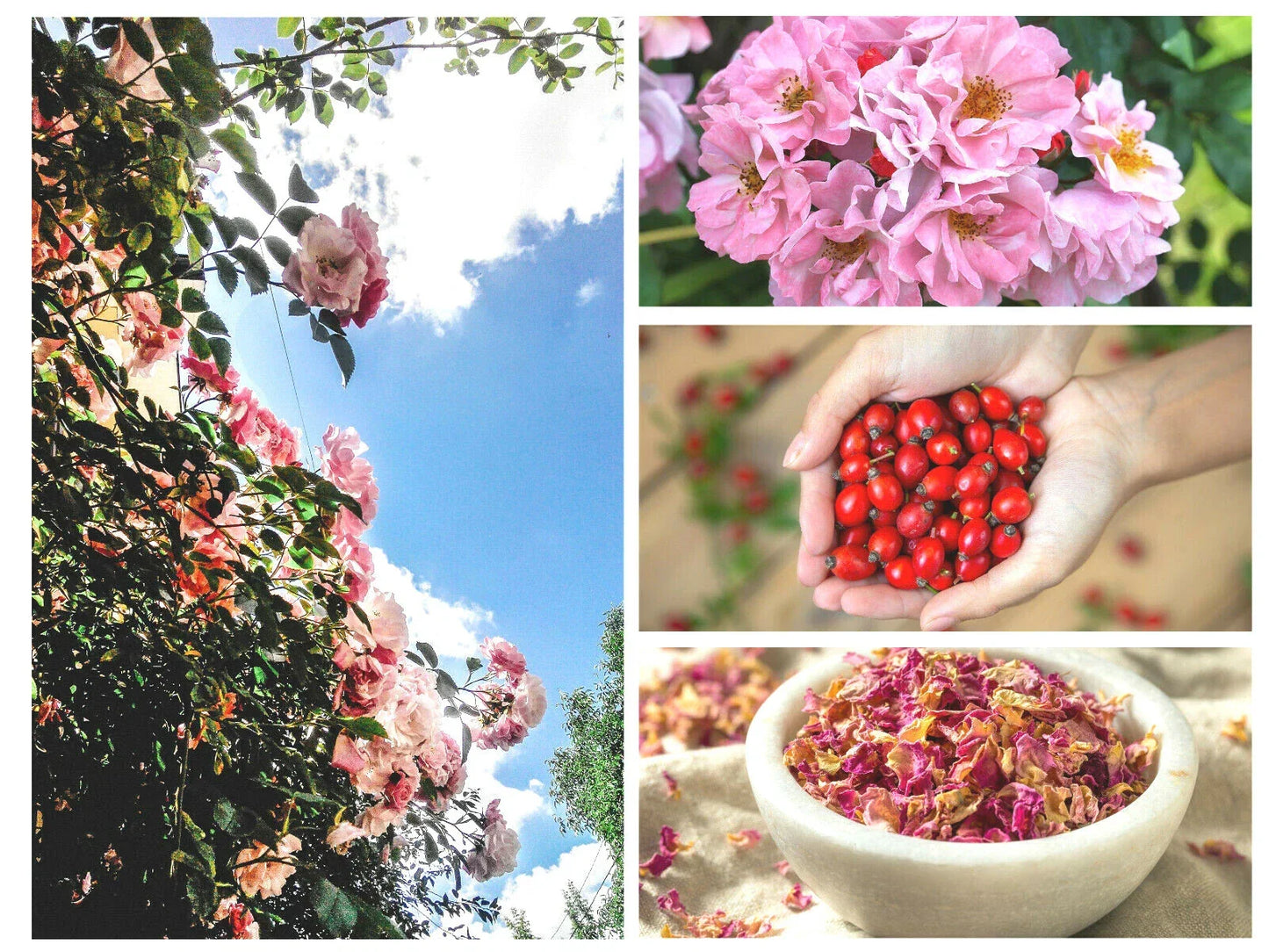 Pink Flowering Rosehip Seeds - Rosa Canina - Wild Rose Bush for Garden, Ornamental & Edible Landscaping, Pollinator Attractant, US Seller
