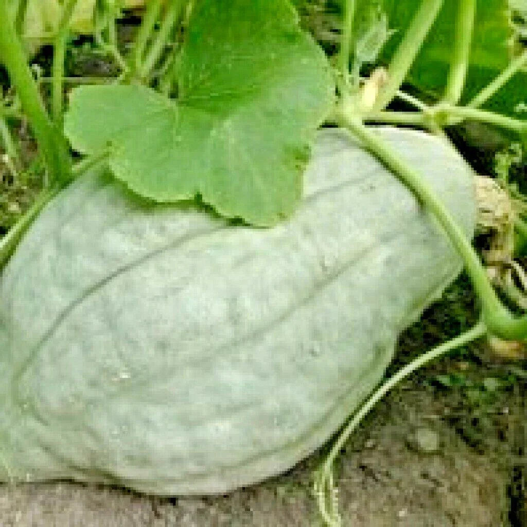 Blue Hubbard Winter Squash Seeds - Heirloom Cucurbita maxima, Sweet Potato Flavor, Pack of 30+ Seeds for Fall Harvest