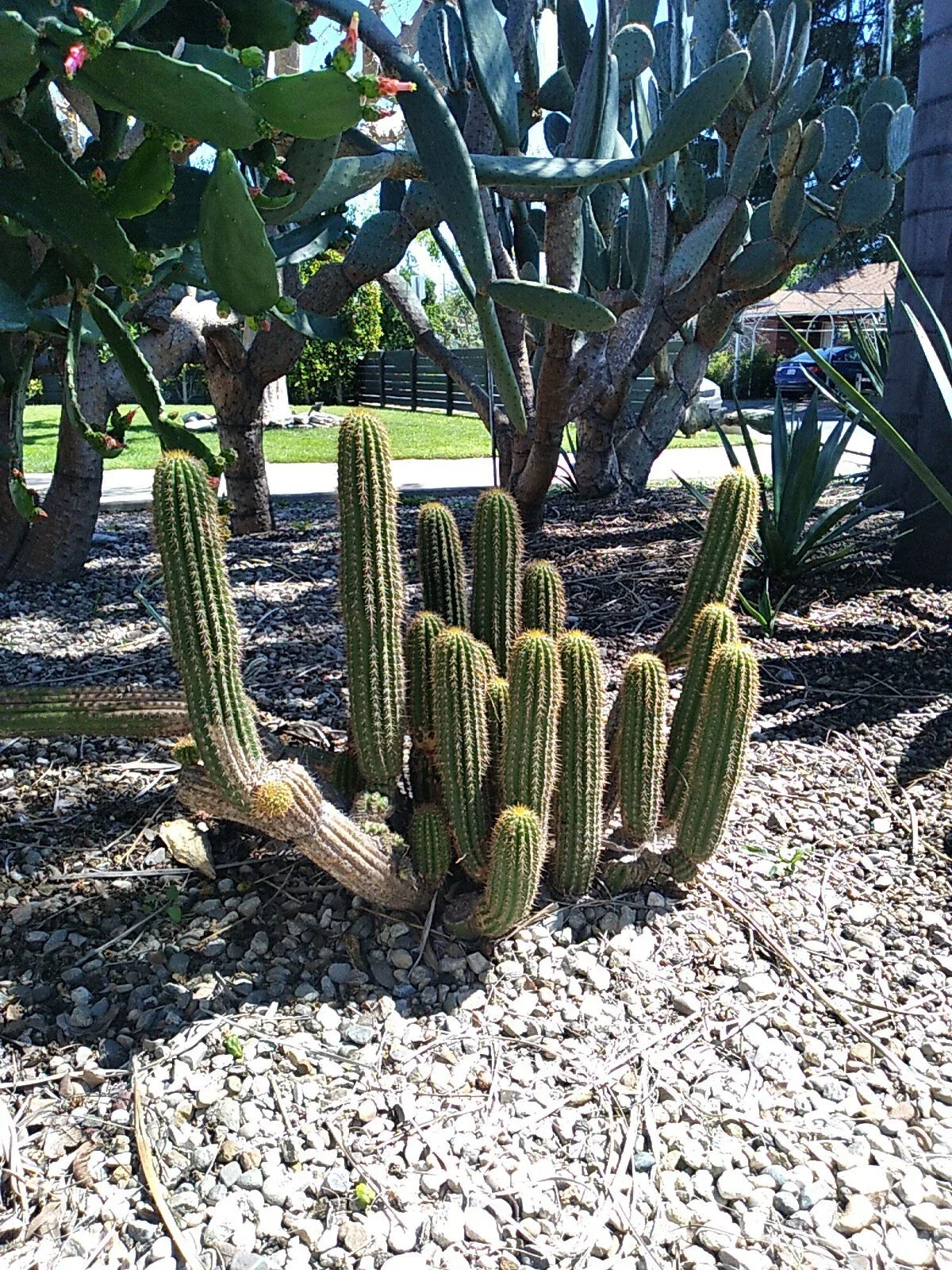 12" Echinopsis Spachiana Golden Torch Cactus Cutting Succulent Indoor Plant Drought-Tolerant Garden Decor