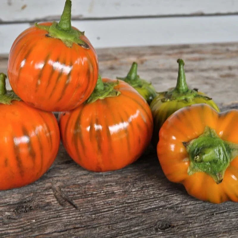 Turkish Orange Eggplant Seeds - Heirloom Organic Non-GMO Solanum melongena - Unique Orange Variety for Vegetable Gardens