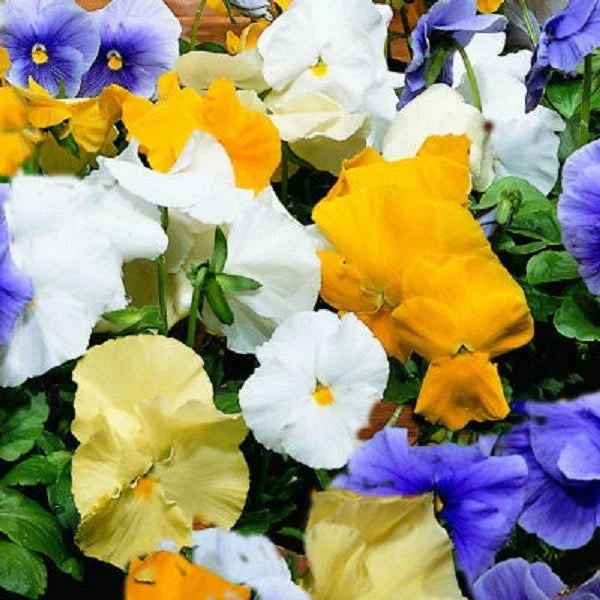 Pansy Seeds - 50 Count - Character Surf Mix - Viola tricolor var. hortensis - Bright Colorful Flower Seeds for Garden Beds & Containers