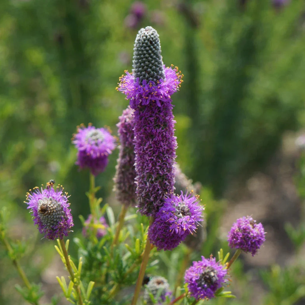 Purple Prairie Clover Plant - Violet Flowering, Pollinator Attracting Dalea purpurea, Easy Care, Full Sun, Free Shipping