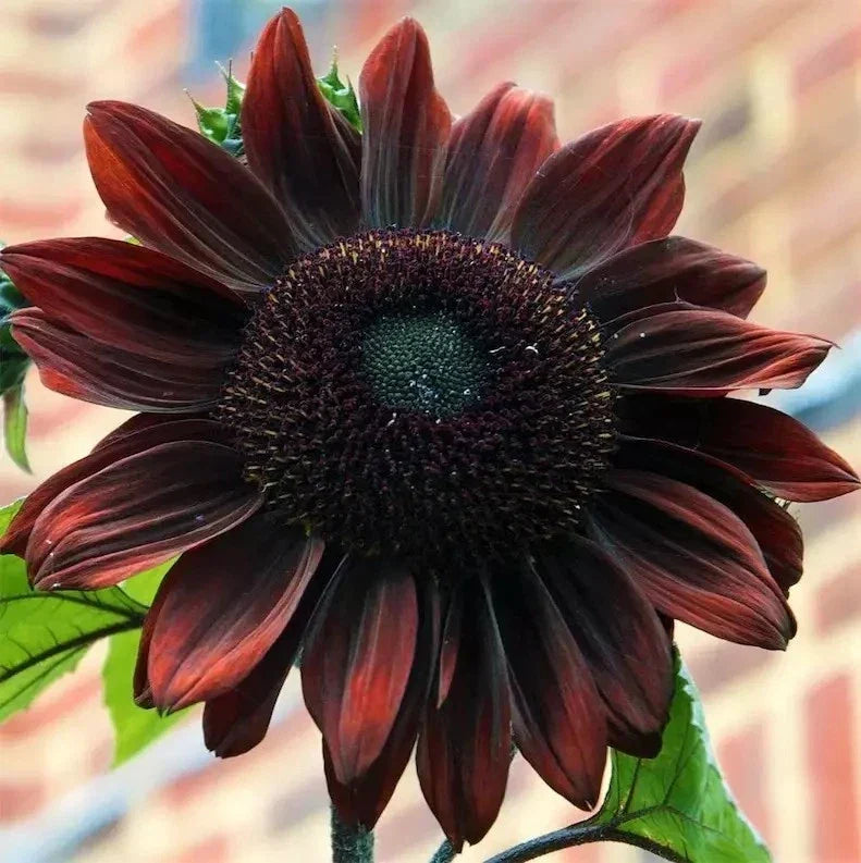 Chocolate Cherry Sunflower Seeds - Heirloom Organic NON-GMO - 100+ Seeds - Helianthus annuus for Pollinator Gardens and Floral Arrangements