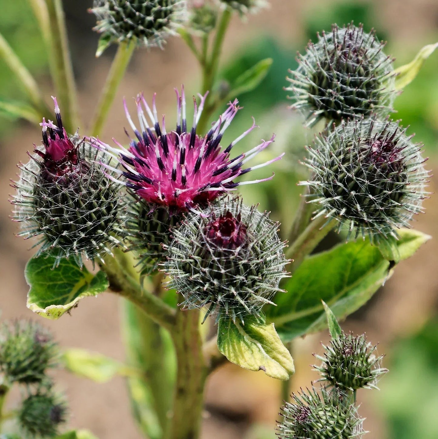 Common Burdock Seeds 40 Count - Arctium Minus - Edible Roots & Leaves for Gardens & Herbal Remedies