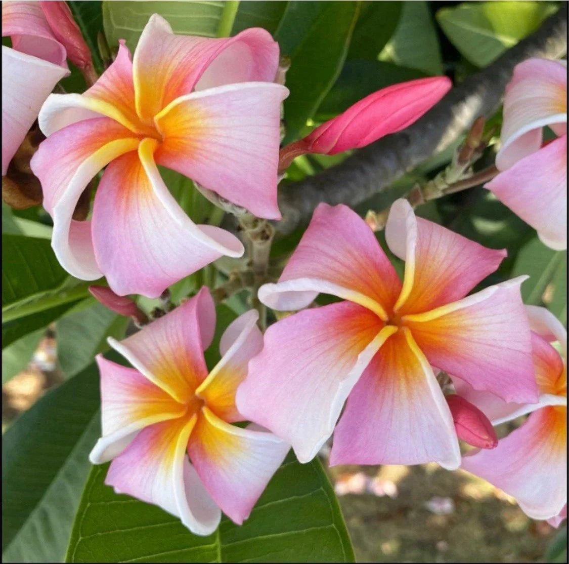 Rooted Plumeria Cutting Nakamoto's Ribbon 14" Frangipani Variety Ready-to-Plant Tropical Garden