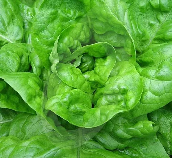 Lettuce Seeds 1000+ Butterhead Green All Year Round Organic Lactuca sativa Garden Salad Seeds