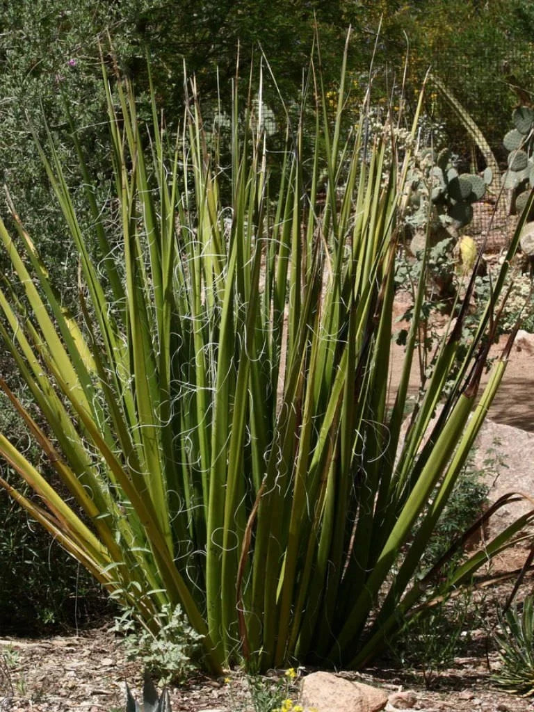 Giant Swordflower Seeds, Hesperaloe funifera, White and Yellow Flowers, Drought-Tolerant Garden Planting, 35 Seeds