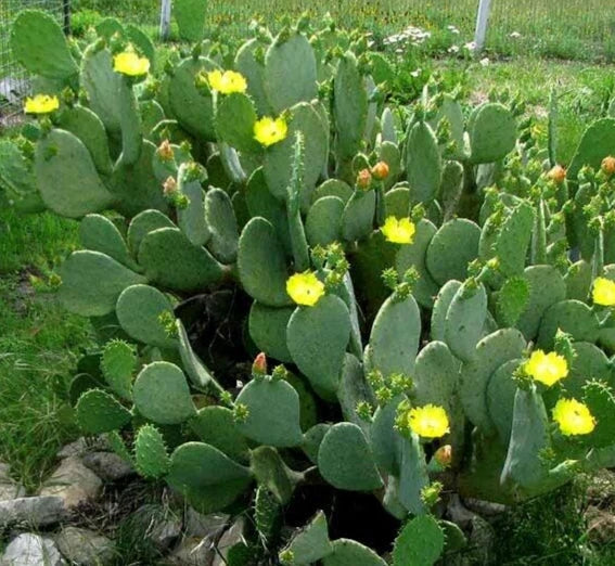 3 SpineLess Prickly Pear Cactus Pads - Nopales - Edible Succulent - Opuntia Cacanapa Elisiana - Drought Tolerant Gardening Plant