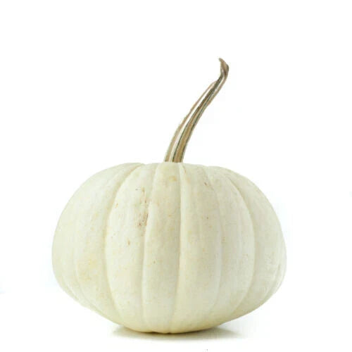 White Pumpkin Seeds - 25+ Count Ghost Variety Cucurbita pepo for Garden Planting, Fall Decorations, USA Grown