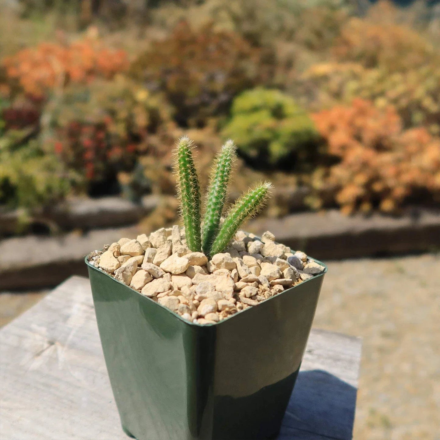 Rat Tail Cactus Plant - Live Aporocactus flagelliformis Succulent for Home & Office Decor, Trailing, Low Maintenance