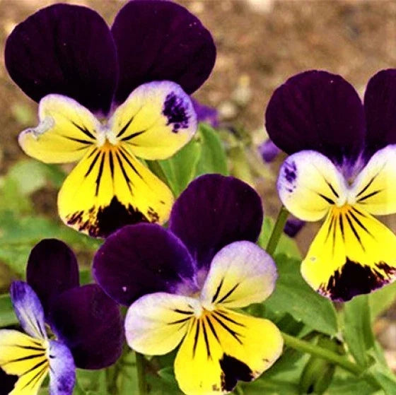 Johnny Jump Up Seeds - Viola tricolor - Non-GMO Flower Seeds for Gardens & Containers - Attracts Pollinators