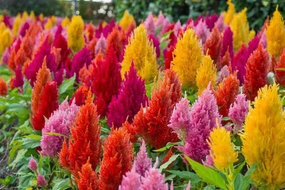 Celosia Pampas Plume Flower Seeds - Vibrant Annual Mix for Gardens & Bouquets - Celosia argentea