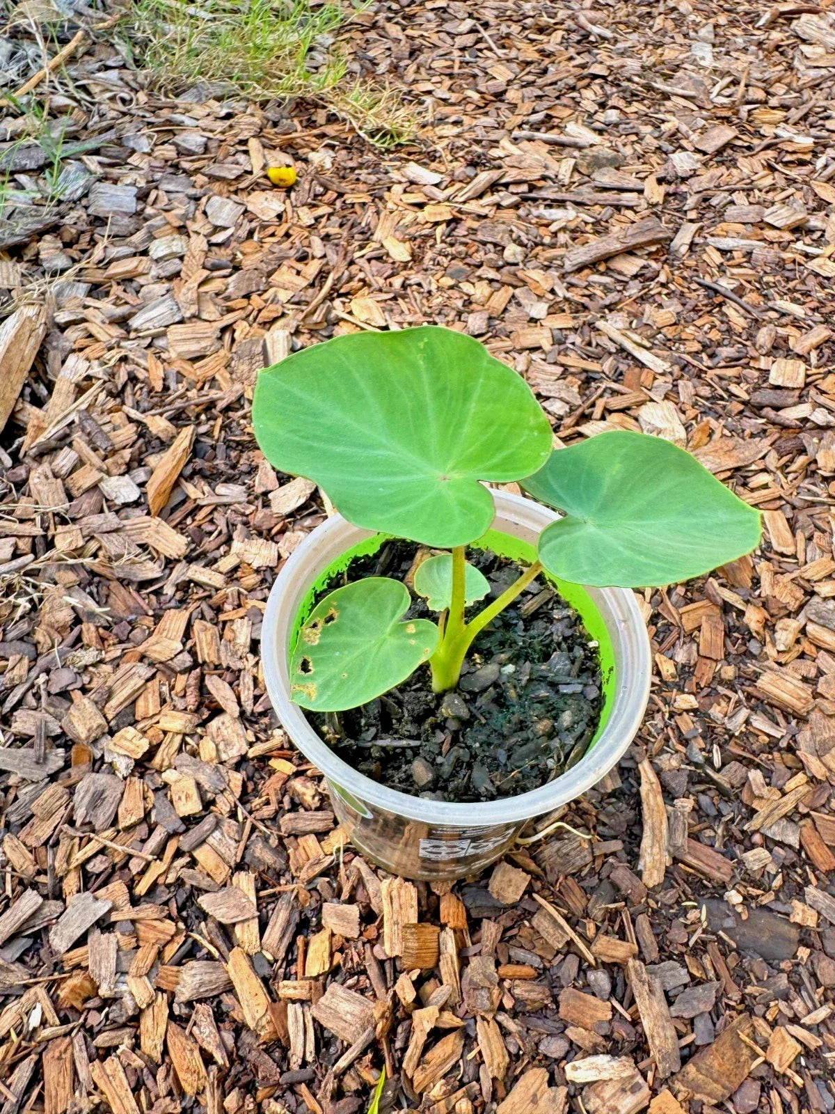 Taro Plant in Pot – Edible Root & Tropical Foliage Starter – Colocasia esculenta – Indoor & Outdoor Garden Plant