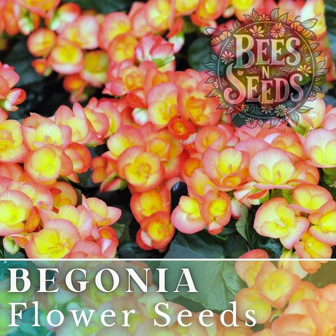 Sunrise Trifecta Begonia Seeds | Non-GMO Flower Seeds for Gardens & Containers | Begonia hybrida, Vibrant Multi-Color Blooms, 45 or 125 Seeds