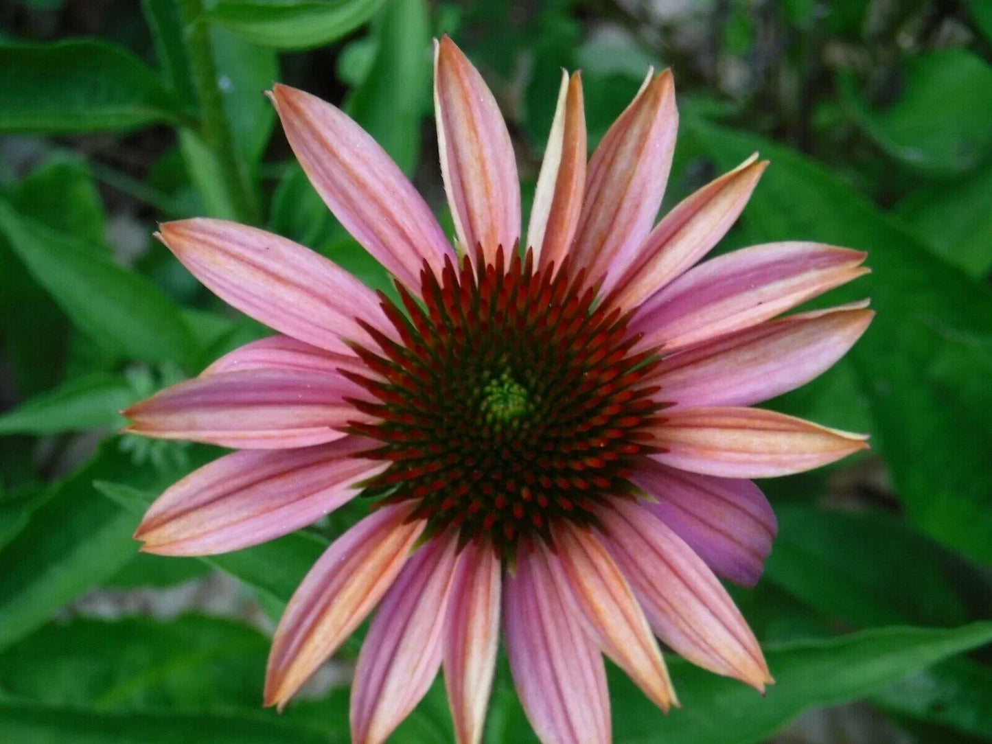 Pink Sherbert Coneflower Seeds - Echinacea Purpurea Perennial Flowers for Garden Beds & Borders - 50 Non-GMO Seeds USA Grown