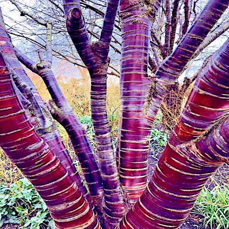 Tibetan Paper Birchbark Cherry Tree Seeds Prunus serrula Hardy Shiny Bark for Gardens & Landscaping