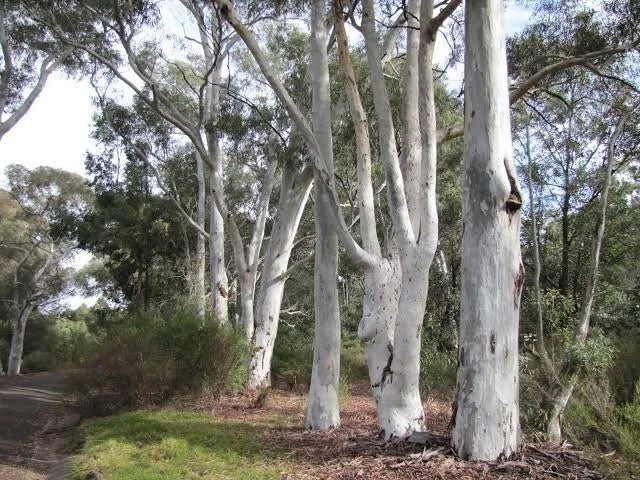 Red Spotted Eucalyptus Seeds - 50 Perennial Eucalyptus cinerea Seeds for Gardens & Landscapes