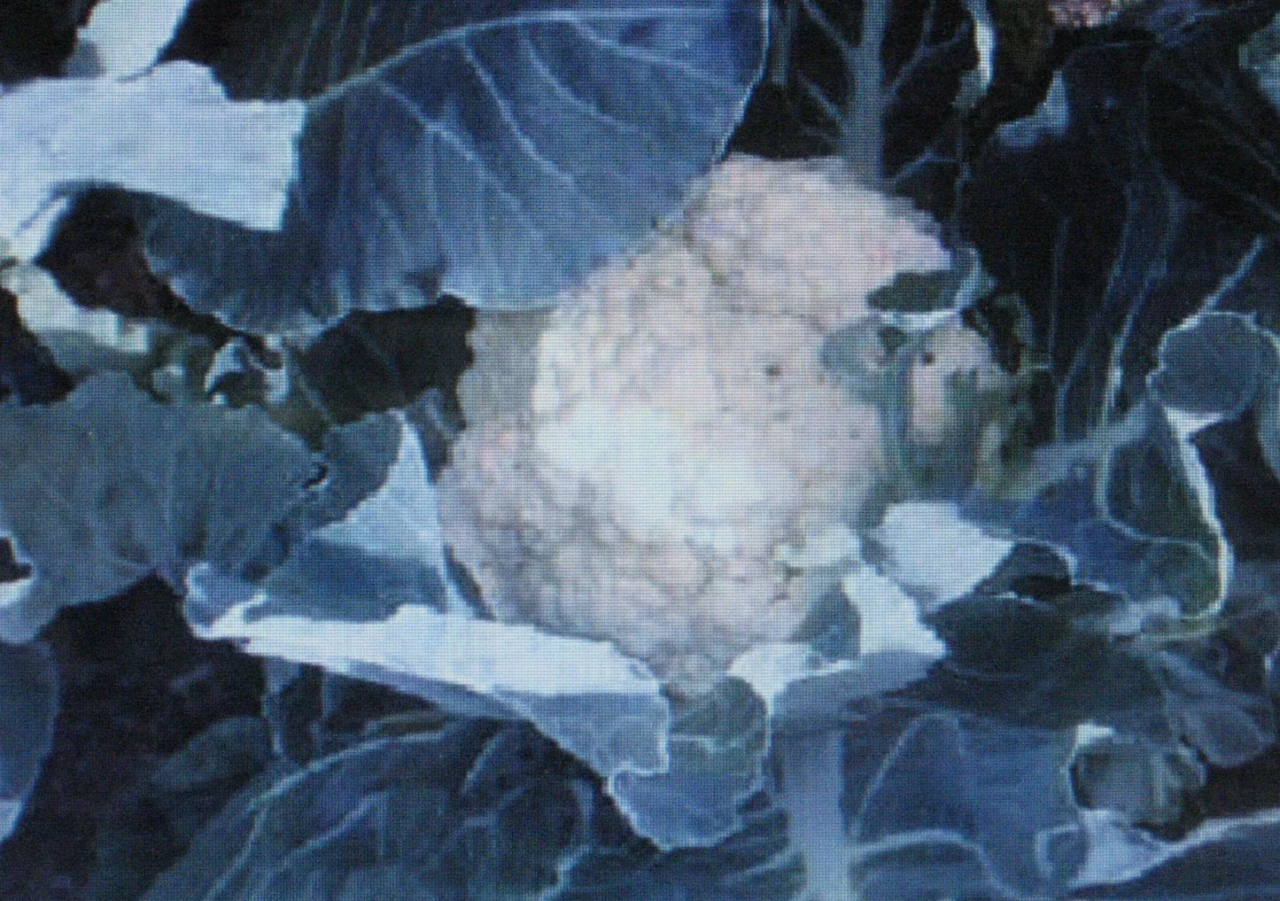 Cauliflower Seeds - Self Blanche Variety - 50 Seeds for Large Heads - Brassica oleracea - Non-GMO, Easy to Grow