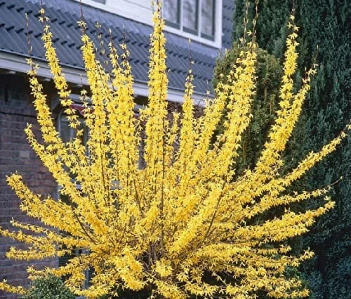 Forsythia Plant - 2-3 Year Old Shrub with Bright Yellow Flowers - Forsythia x intermedia - Spring Blooming Garden Shrub