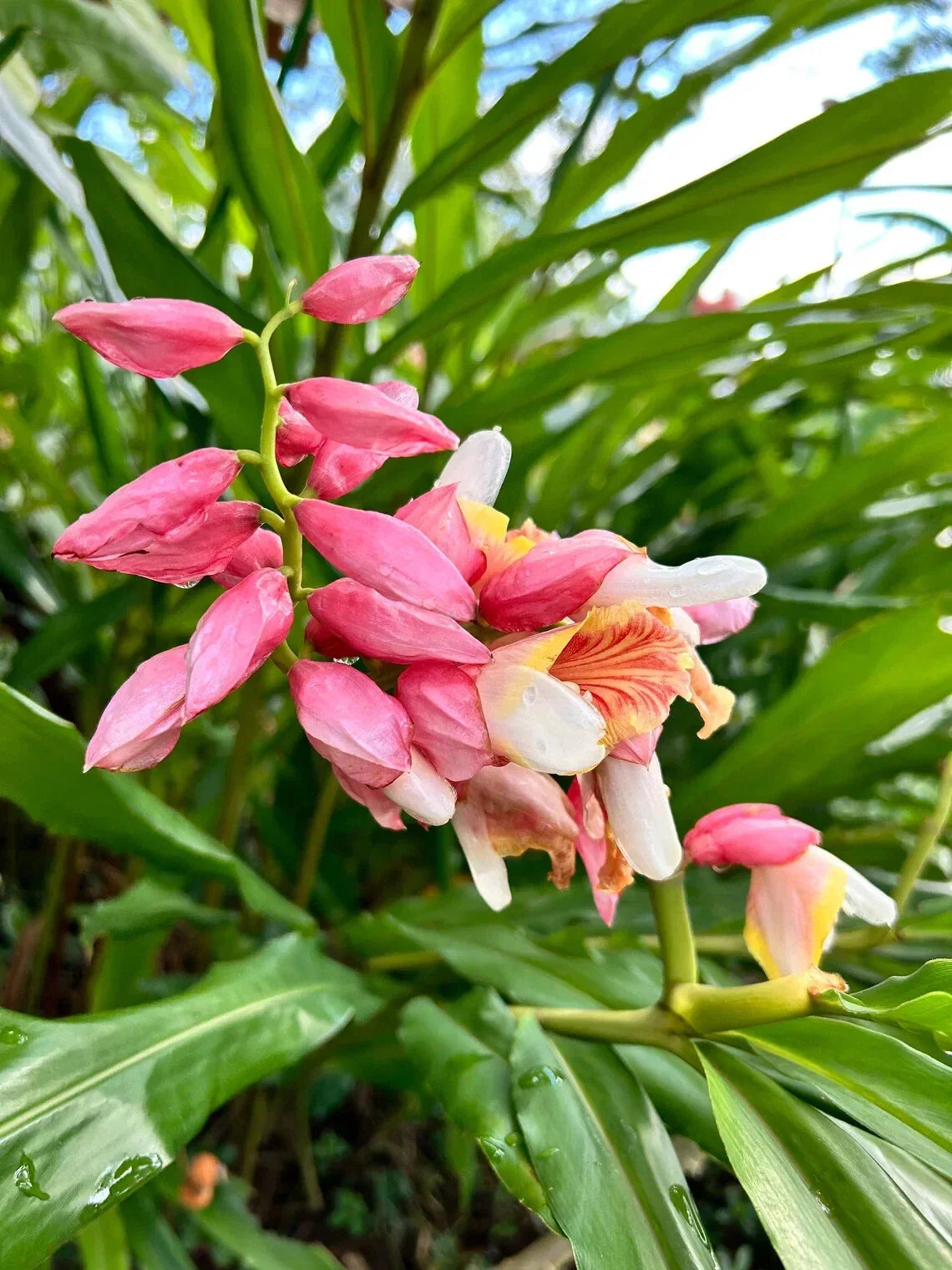 Pink Perfection Shell Ginger Rhizomes - Alpinia hainanensis, Tropical Plant for Partial Shade, Easy to Grow, Garden or Container, 2 Rhizomes