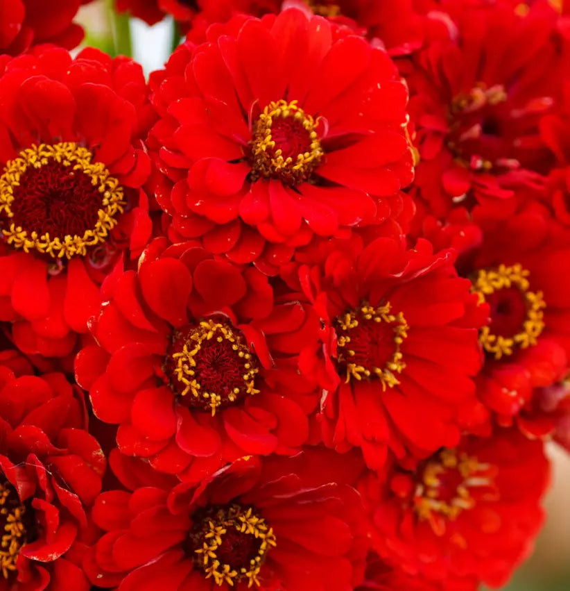 Zinnia Seeds - 100 Non-GMO Cherry Queen Red Scarlet Blooms for Hummingbirds - Zinnia elegans, Cut Flower, Summer Bloom
