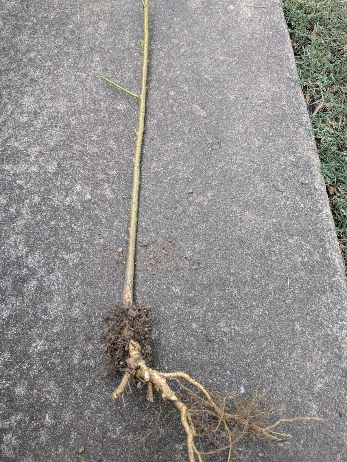 Bare Root Peach Tree for Planting, Prunus persica, Fruit Tree for Home Gardens and Orchards