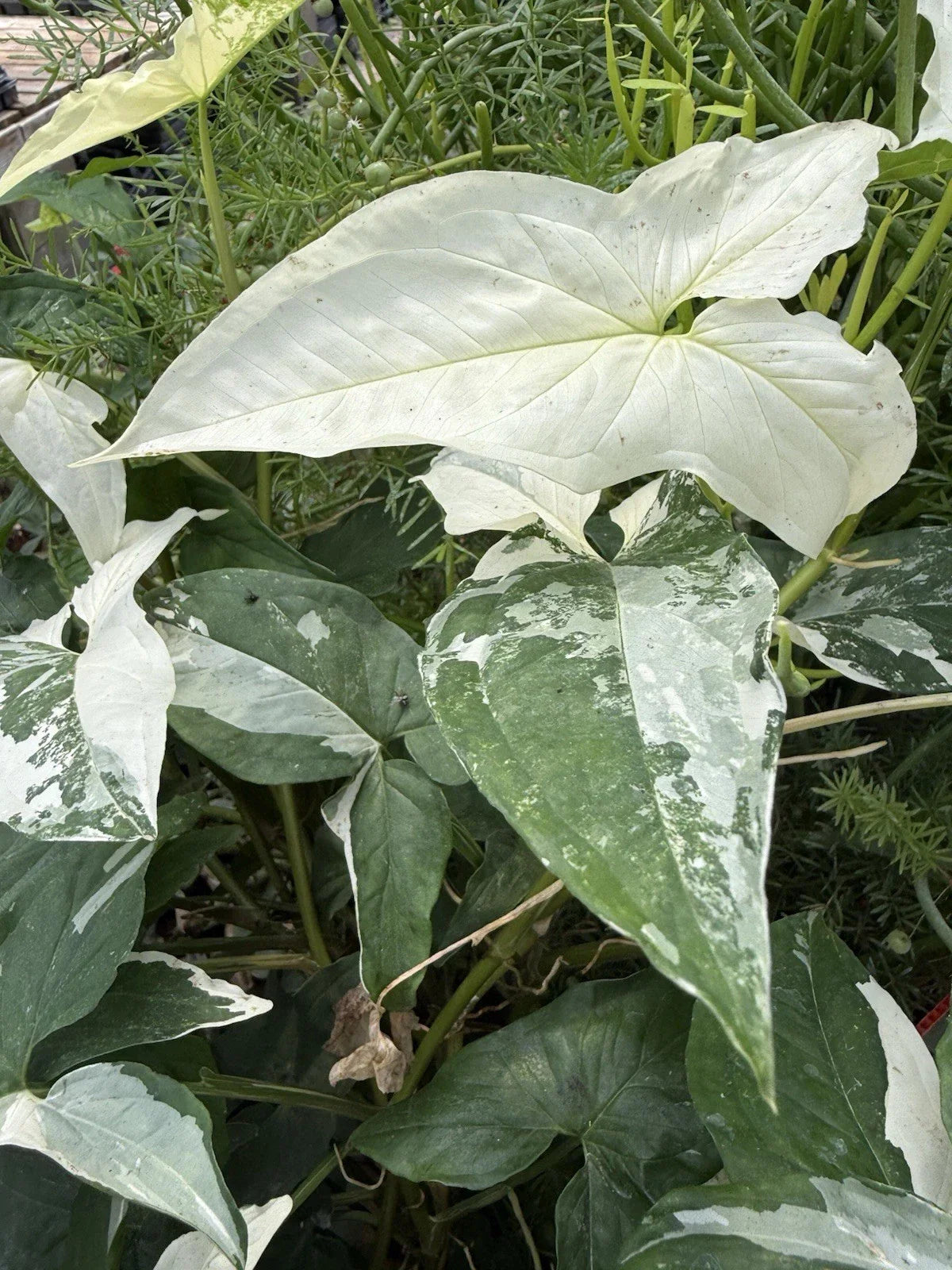 Syngonium Albo Cuttings | White Variegated Arrowhead Plant | Live Houseplant | Syngonium podophyllum