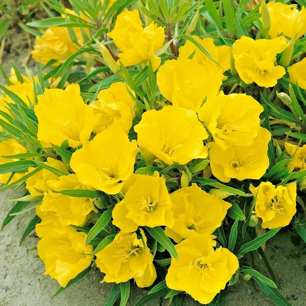 Dwarf Missouri Evening Primrose Seeds - Oenothera Missouriensis - Drought-Tolerant Groundcover for Containers and Borders - 200 Pack
