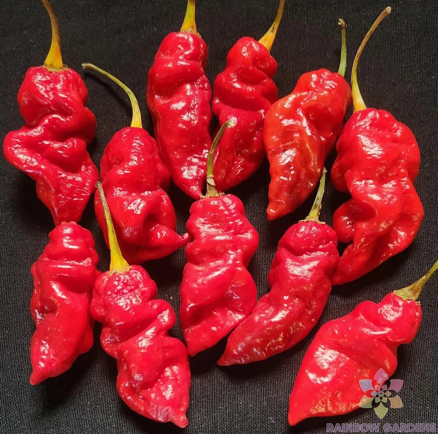 Spanish Naga Hot Pepper Seeds – 25+ Pack, Capsicum chinense, Spicy Culinary Peppers for Garden Planting, USA Grown, Free Shipping