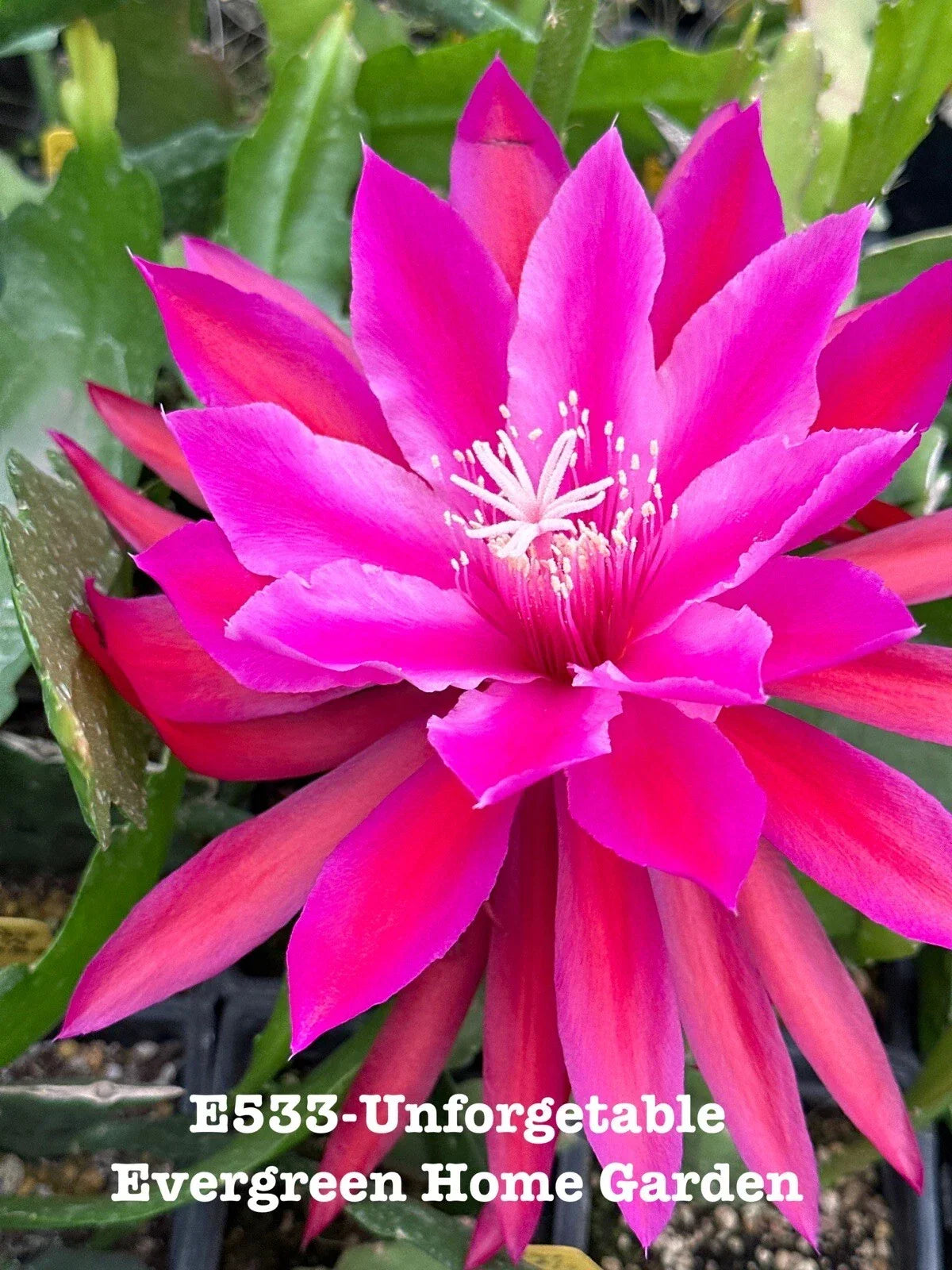 Epiphyllum Orchid Cactus Plant 4-Inch Starter Pot Tropical Succulent Indoor Garden Unforgettable Variety