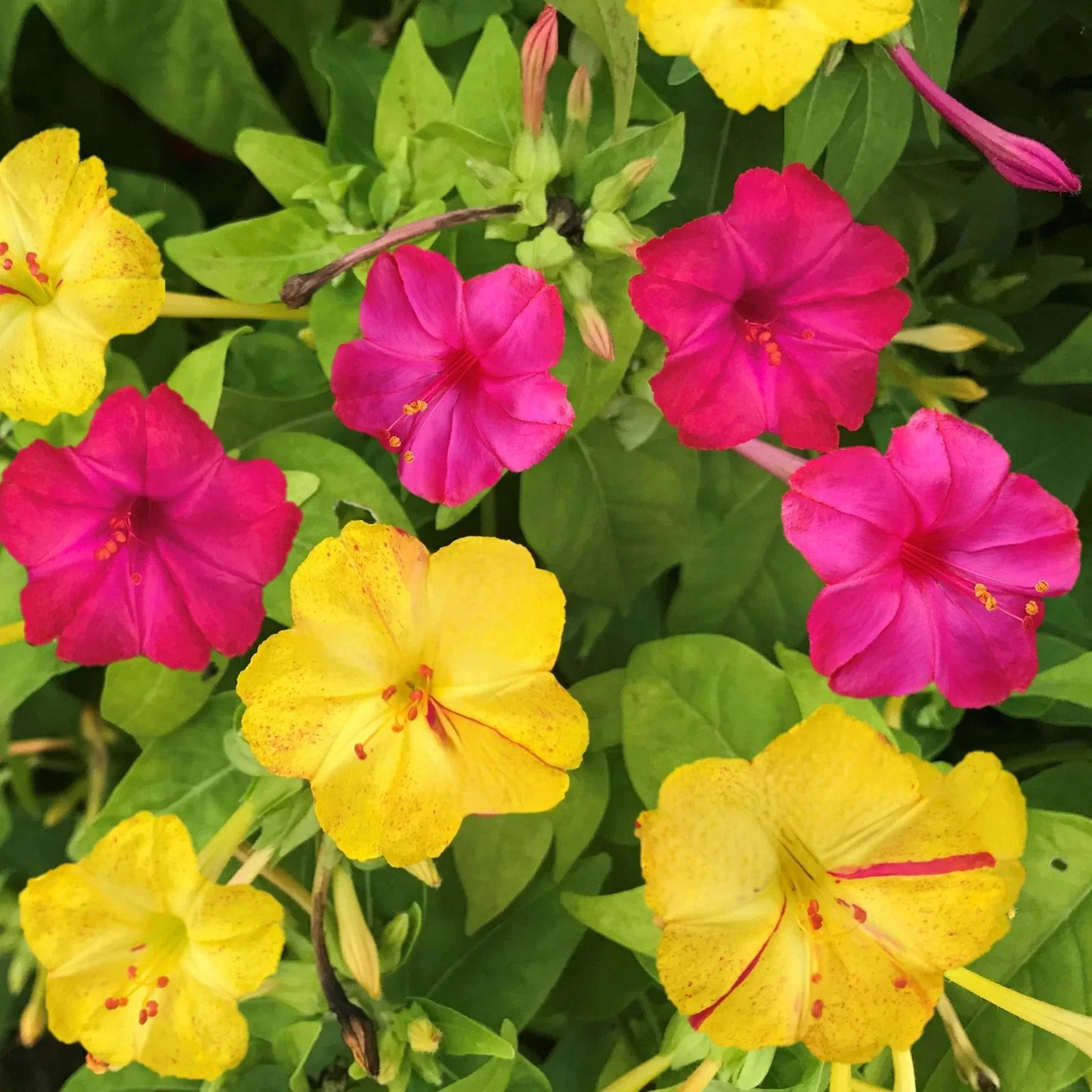 Four O'Clock Seeds Pack - Pink & Yellow Mix, Mirabilis jalapa, Flower Seeds for Garden, Pollinator Attracting, Easy to Grow