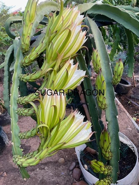 Dragon Fruit Cuttings 8-12 Inches | Hylocereus spp. | Exotic Fruit-Bearing Cacti for Garden & Indoor Growing