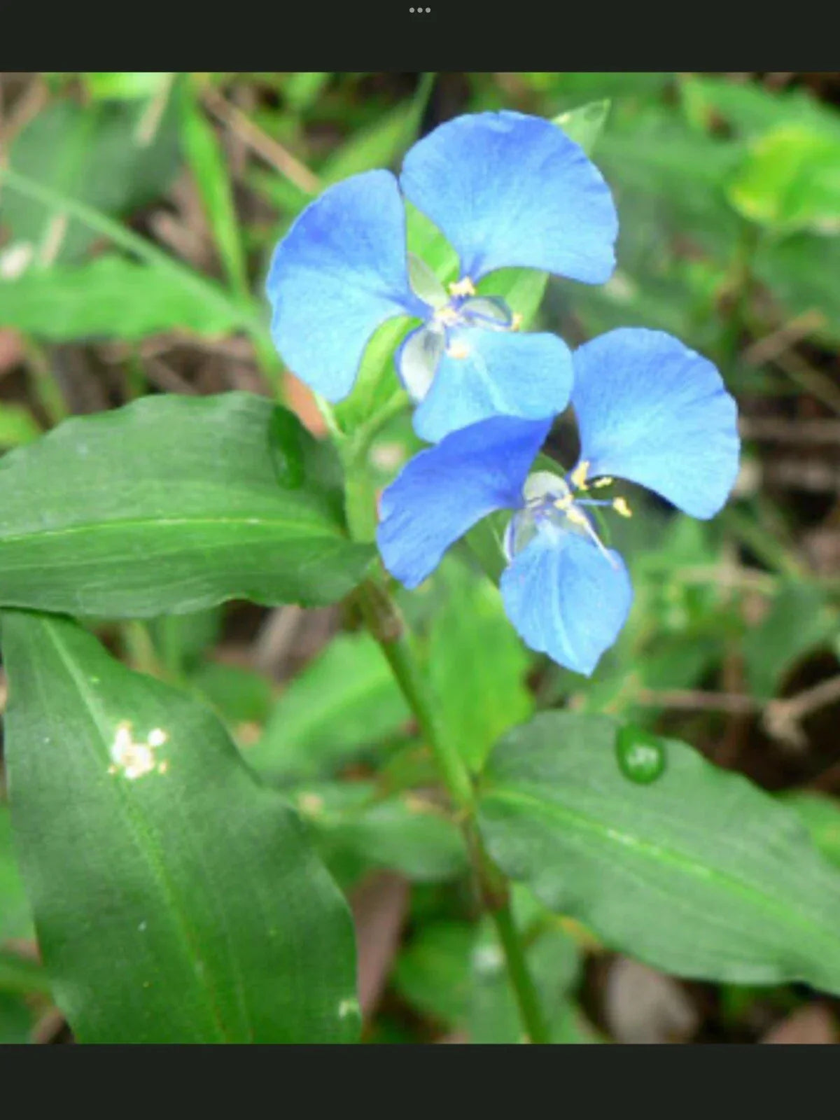 Blue Wandering Jew Day Lily Plants - 5 Bare-Rooted Tradescantia pallida with Vibrant Blue Foliage
