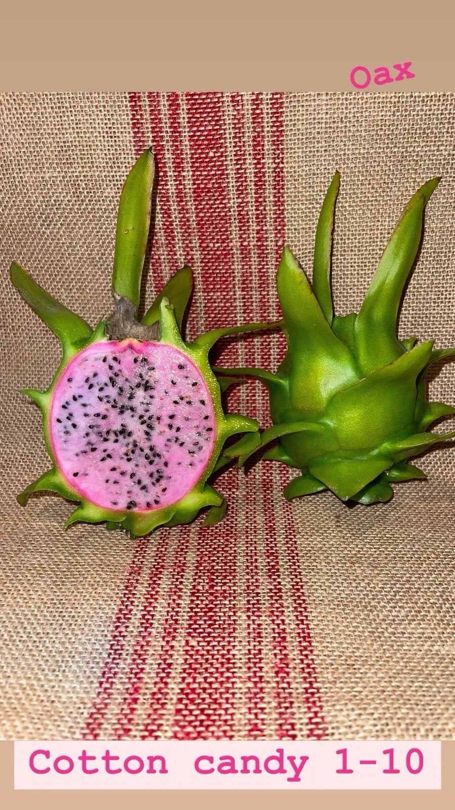 Cotton Candy Sweet Potato Vine Cuttings 15-18 Inch Long Ipomoea batatas Trailing Foliage for Containers & Hanging Baskets