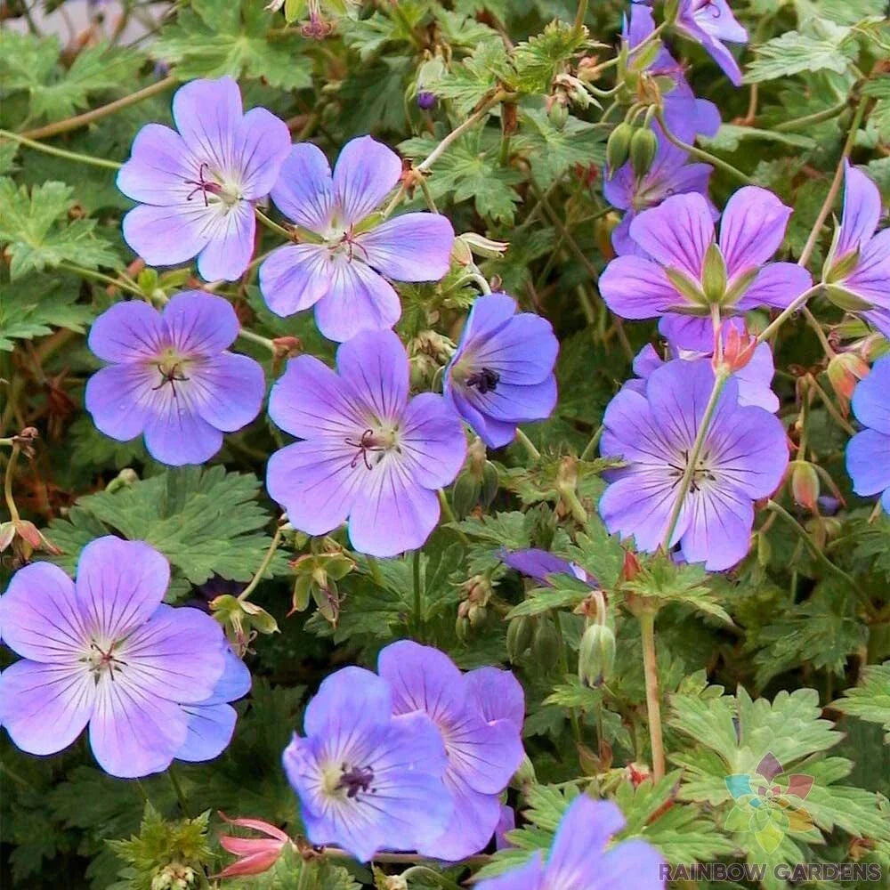 Rozanne Geranium Seeds 25 Pack - Perennial Blue-Violet Flowering Plant - Geranium 'Rozanne' for Garden, Borders, Containers