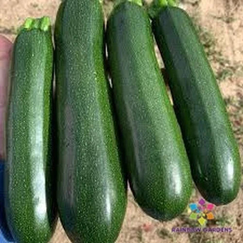 Triumph Cucumber Seeds, Heirloom, Non-GMO, Vining, Cucumis sativus, for Garden Planting, Salad, Pickling, Bountiful Harvest, USA